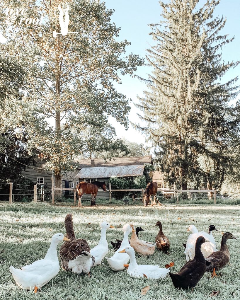 domestic-goose-breeds